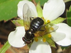 Blera nigra
