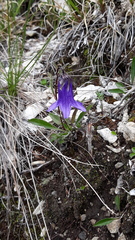 Campanula dasyantha