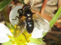 Blera nigra