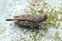 Systolederus cinereus