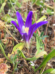 Brodiaea terrestris terrestris