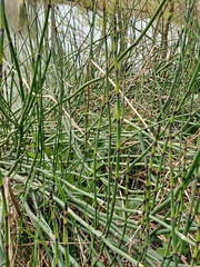 Equisetum hyemale