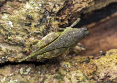 Systolederus cinereus
