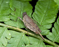 Systolederus cinereus