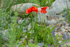 Papaver oreophilum