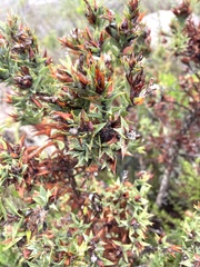 Aspalathus cordata
