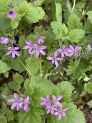Erodium malacoides
