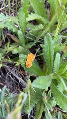 Xanthothrix neumoegeni