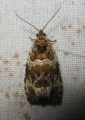 Olethreutes versicolorana