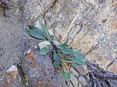 Penstemon cyananthus cyananthus