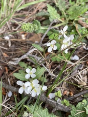 Diplotaxis erucoides