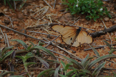 Danaus chrysippus dorippus