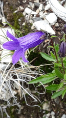 Campanula dasyantha