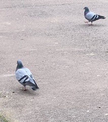 Columba livia domestica