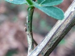 Cytisus grandiflorus