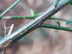 Cytisus grandiflorus