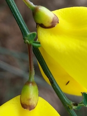 Cytisus grandiflorus