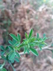 Cytisus grandiflorus