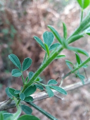 Cytisus grandiflorus