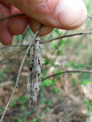 Cytisus grandiflorus