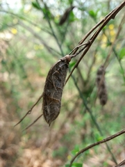 Cytisus grandiflorus