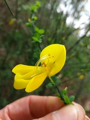 Cytisus grandiflorus