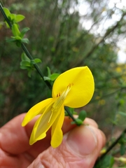Cytisus grandiflorus