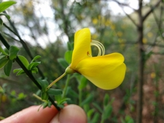 Cytisus grandiflorus