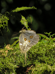 Dasyophthalma creusa