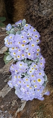 Primula nana