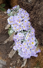 Primula nana