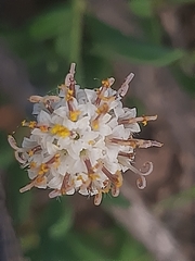 Curio radicans