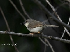 Prinia hodgsonii