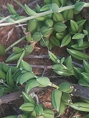 Curio radicans