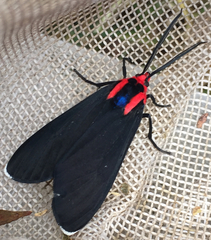 Ctenucha rubroscapus