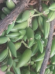 Curio radicans