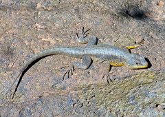 Tropidurus catalanensis
