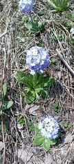 Primula denticulata