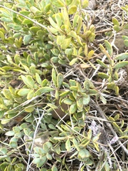 Roepera sessilifolia