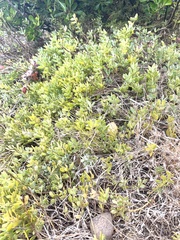 Roepera sessilifolia