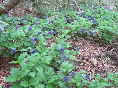 Ajuga incisa iNat (1)