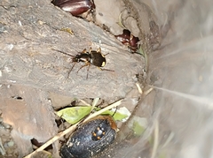 Chlaenius bioculatus