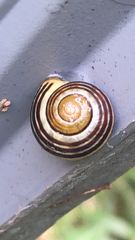 Cepaea nemoralis