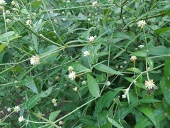 Pfaffia glomerata