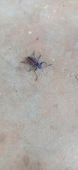 Naupactus rivulosus