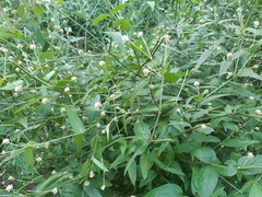 Pfaffia glomerata