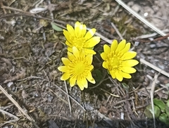 Oxygraphis polypetala