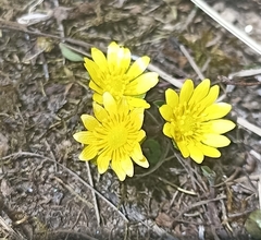 Oxygraphis polypetala