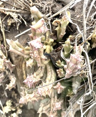 Orbea variegata