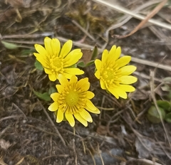 Oxygraphis polypetala